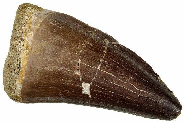 Fossil Mosasaur (Thalassotitan) Tooth - Morocco #330245